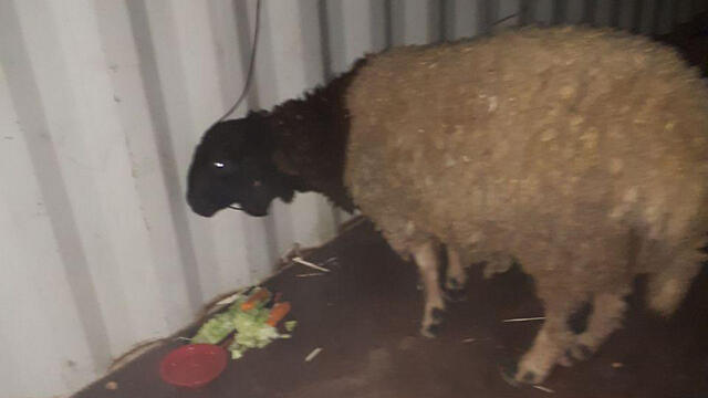 The company commander may have intended to use the sheep for target practice, soldiers saidnullnull The company commander may have intended to use the sheep for target practice, soldiers said