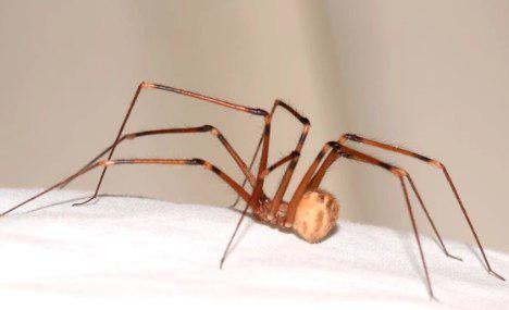 Фото: Шломи Аарон