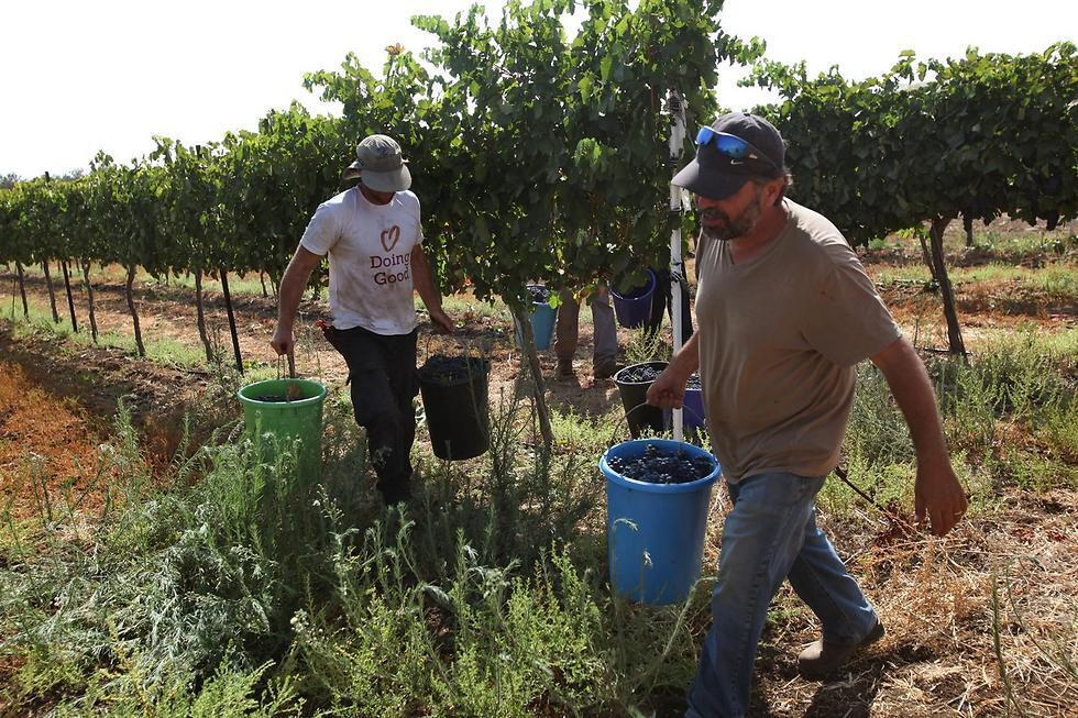 Фото: пресс-служба Domaine Seror