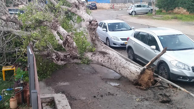 Фоо: Эдмон Яшиягу