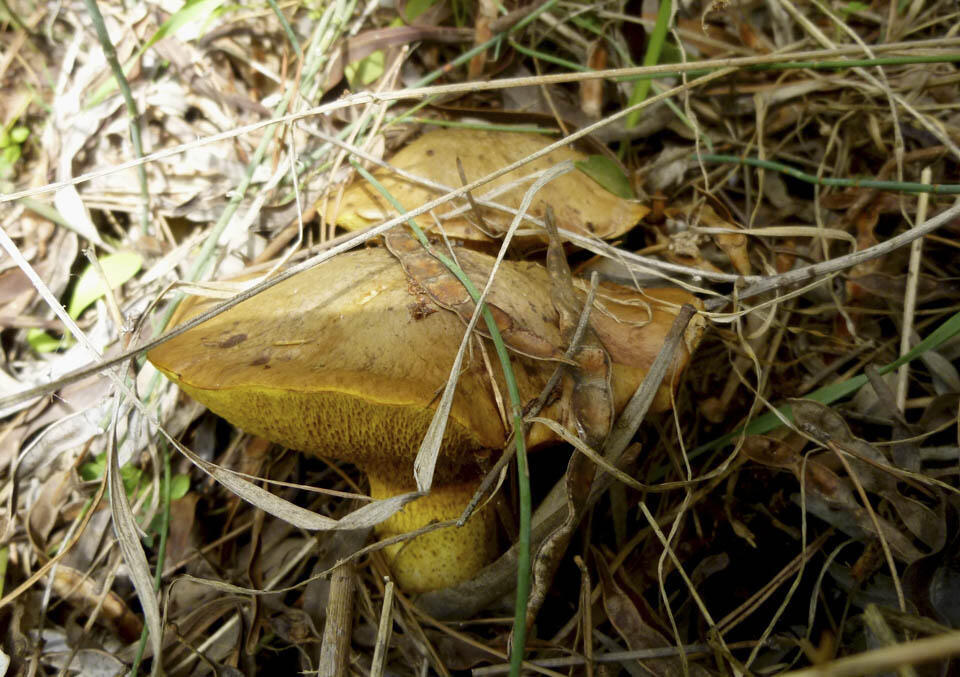 Грибы в лесу Бен-Шемен. Фото: Леон Левитас