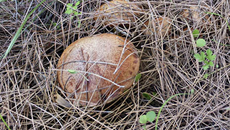 Фото: Леон Левитас