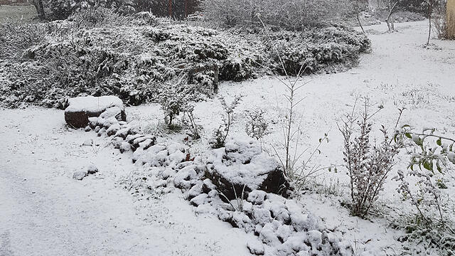 Снег на Голанах. Фото: Саги Ципори