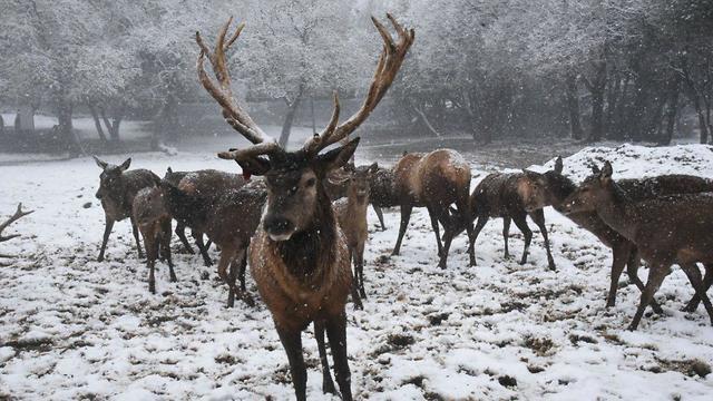 Фото: Авиягу Шапира