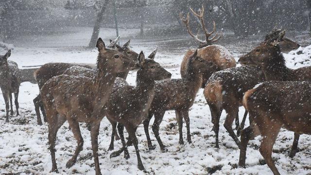 Фото: Авиягу Шапира