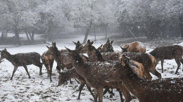 Снег на Голанах. Фото: Авиягу Шапира
