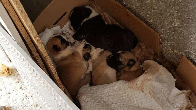 Puppies rescued from the mud