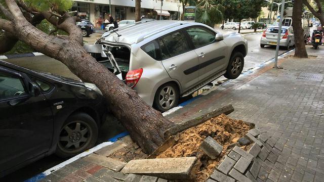 The uprooted tree in Tel Aviv