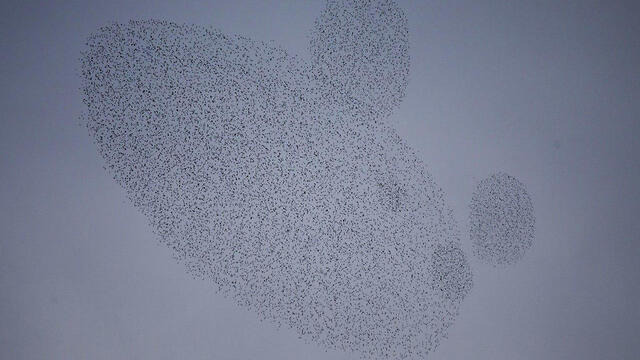 Негев: стаи скврцов. Фото: АР (צילום: AP) Негев: стаи скврцов. Фото: АР