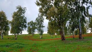 החגיגות יחכו