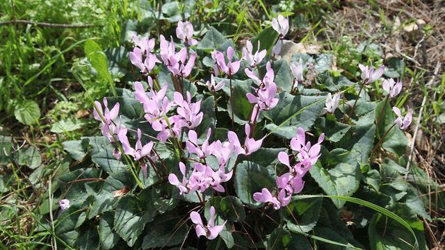 Февральское цветение