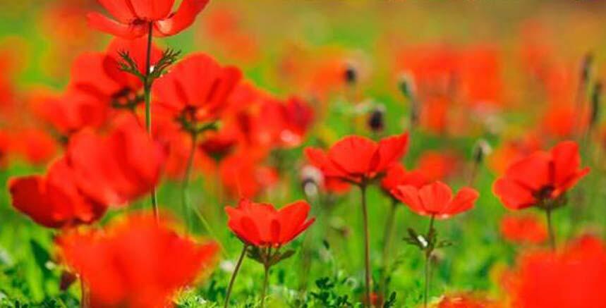 Анемоны. Фото: пресс-служба фестиваля (Фото, пресс-служба) Анемоны. Фото: пресс-служба фестиваля