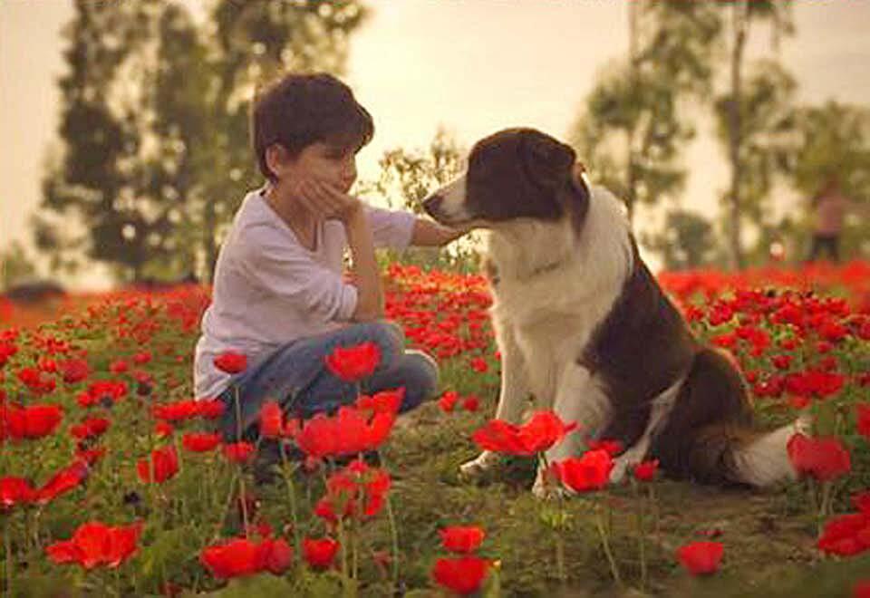 Анемоны цветут. Фото: пресс-служба фестиваля (Фото, пресс-служба) Анемоны цветут. Фото: пресс-служба фестиваля
