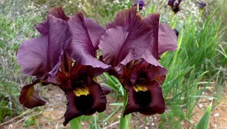 Фото: Леон Левитас (Фото: Леон Левитас) Фото: Леон Левитас