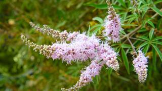 Hormonal balance and women's health: Chaste tree (Vitex agnus-castus)