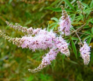 Hormonal balance and women's health: Chaste tree (Vitex agnus-castus)