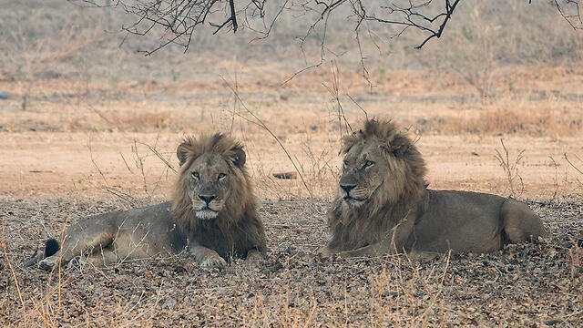 Львы. Фото: shutterstock