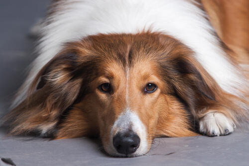 Фото: shutterstock (shutterstock) Фото: shutterstock