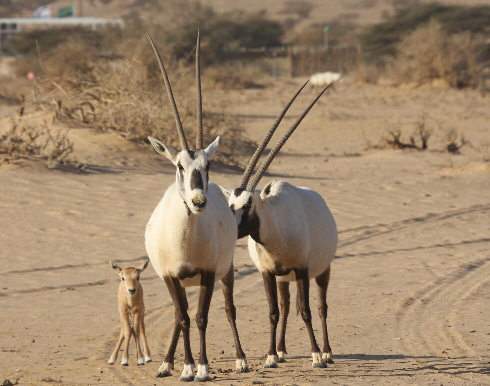 Заповедник "Хай-Бар", Йотвата. Фото: Дорон Нисим