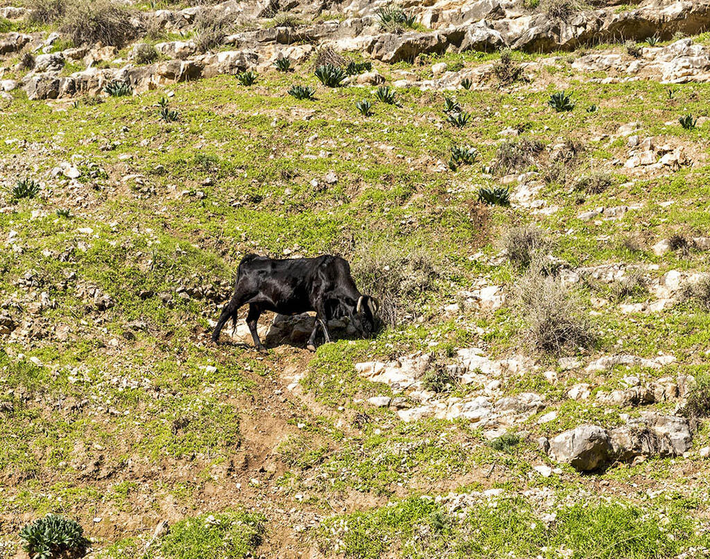 Макс Шамота