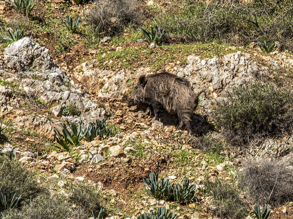 Макс Шамота