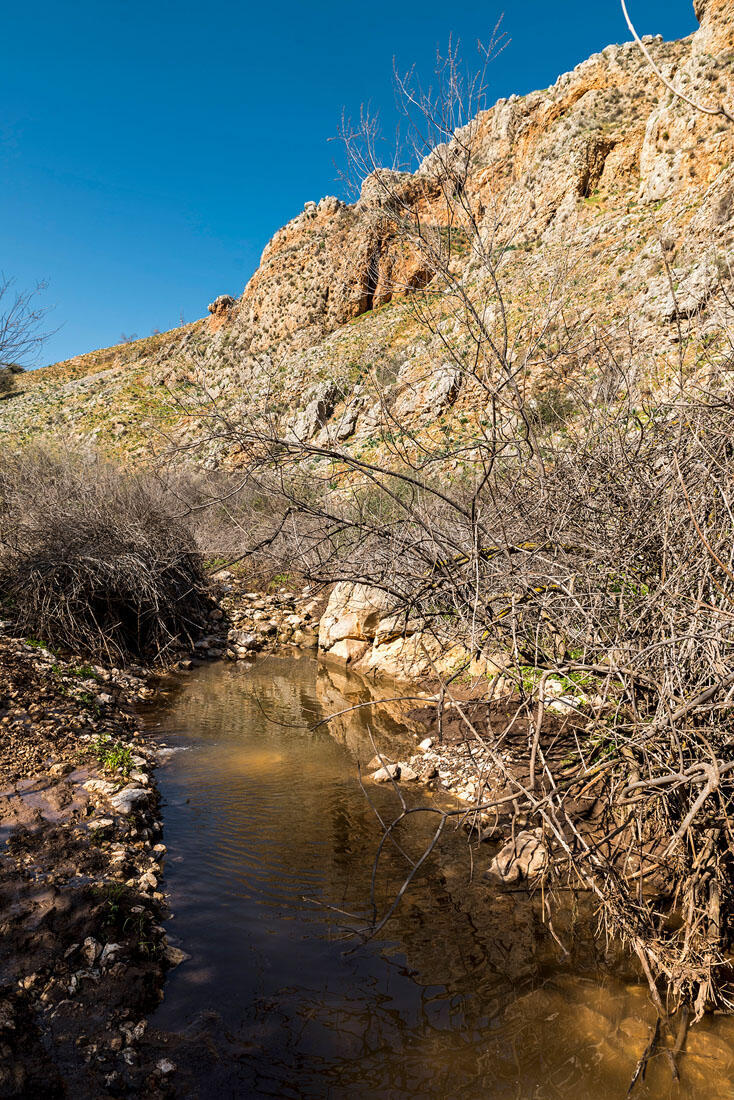 Макс Шамота