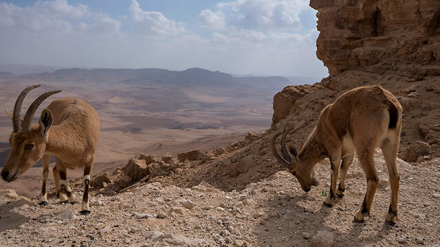 Mitzpe Ramon