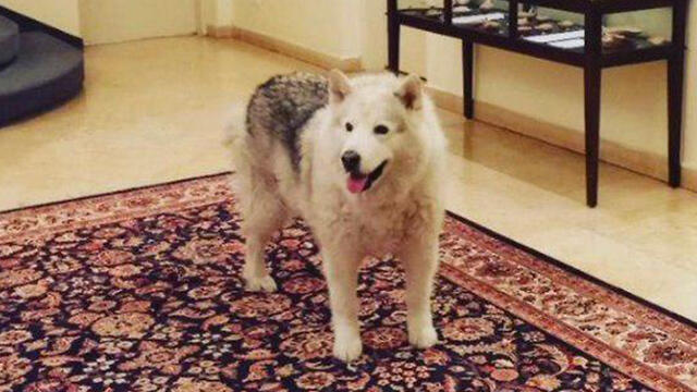 The Netanyahu family's late dog Kaya. Mrs. Netanyahu said things have been hard since her passing