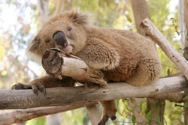 Коала Майло. Фото: Гиора Цин ("Ган-Гуру") (Гиора Цин, "Ган Гуру") Коала Майло. Фото: Гиора Цин ("Ган-Гуру")