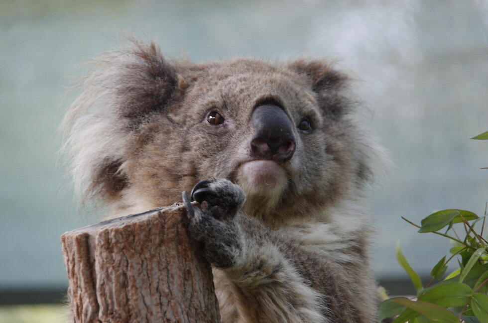 Коала Менди. Фото: Надав Кфир ("Ган-Гуру") (Надав Кфир, "Ган Гуру") Коала Менди. Фото: Надав Кфир ("Ган-Гуру")