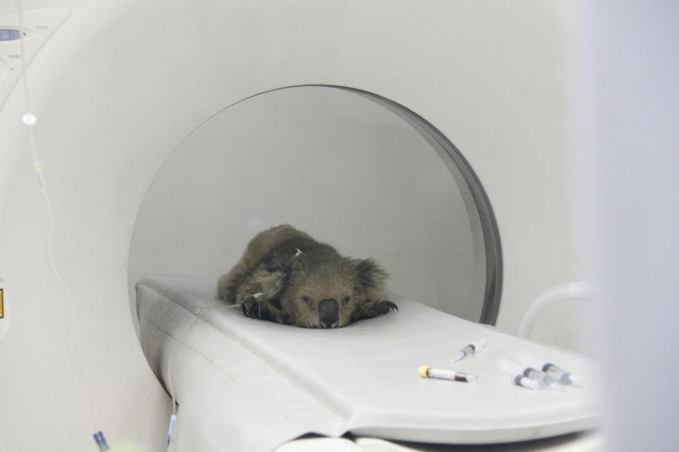 Майло на обследовании. Фото: Надав Кфир ("Ган-Гуру") (Надав Кфир, "Ган Гуру") Майло на обследовании. Фото: Надав Кфир ("Ган-Гуру")