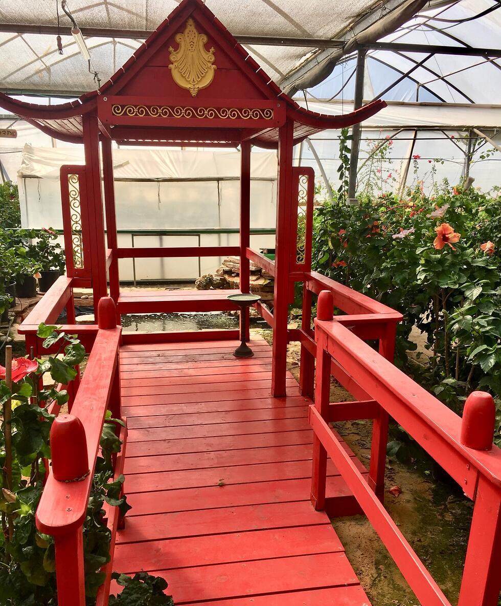 Китайская беседка в теплице семье Зив. Фото: Яэль Лернер (צילום: יעל לרנר) Китайская беседка в теплице семье Зив. Фото: Яэль Лернер