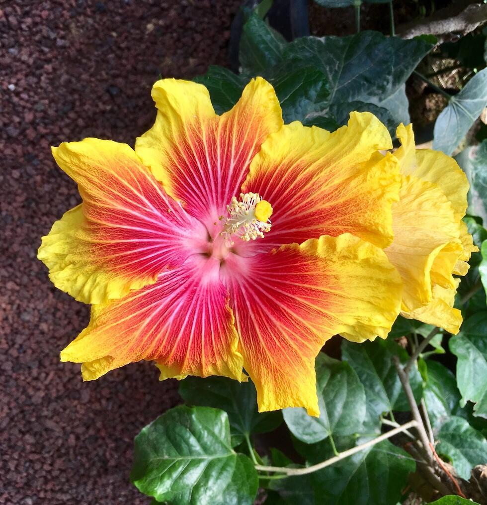Гибискус в теплице семьи Зив. Фото: Яэль Лернер (צילום: יעל לרנר) Гибискус в теплице семьи Зив. Фото: Яэль Лернер