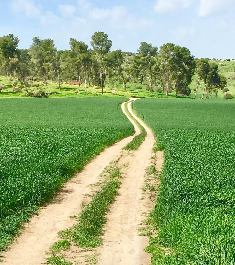 Фото: Яэль Лернер (צילום: יעל לרנר) Фото: Яэль Лернер
