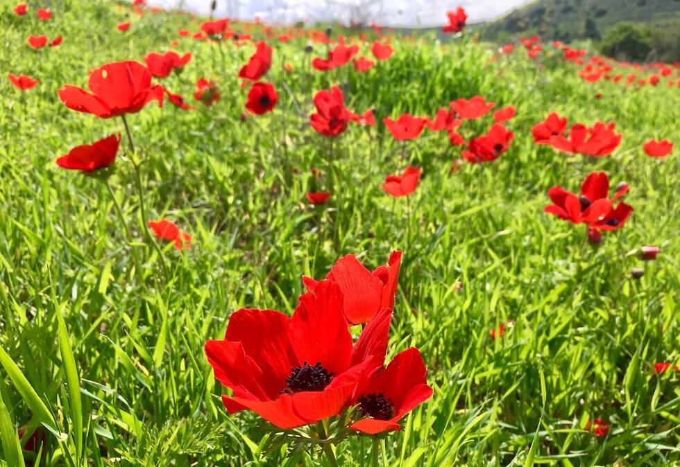 Фото: Яэль Лернер (צילום: יעל לרנר) Фото: Яэль Лернер