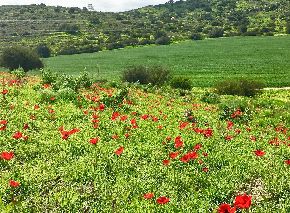 Цветение анемонов в округе Лахиш. Фото: Яэль Лернер (צילום: יעל לרנר) Цветение анемонов в округе Лахиш. Фото: Яэль Лернер