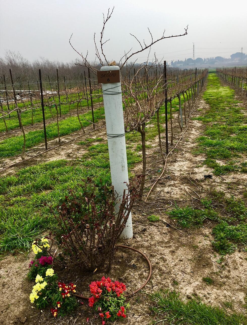Виноградник семьи Хаджадж. Фото: Яэль Лернер (צילום: יעל לרנר) Виноградник семьи Хаджадж. Фото: Яэль Лернер