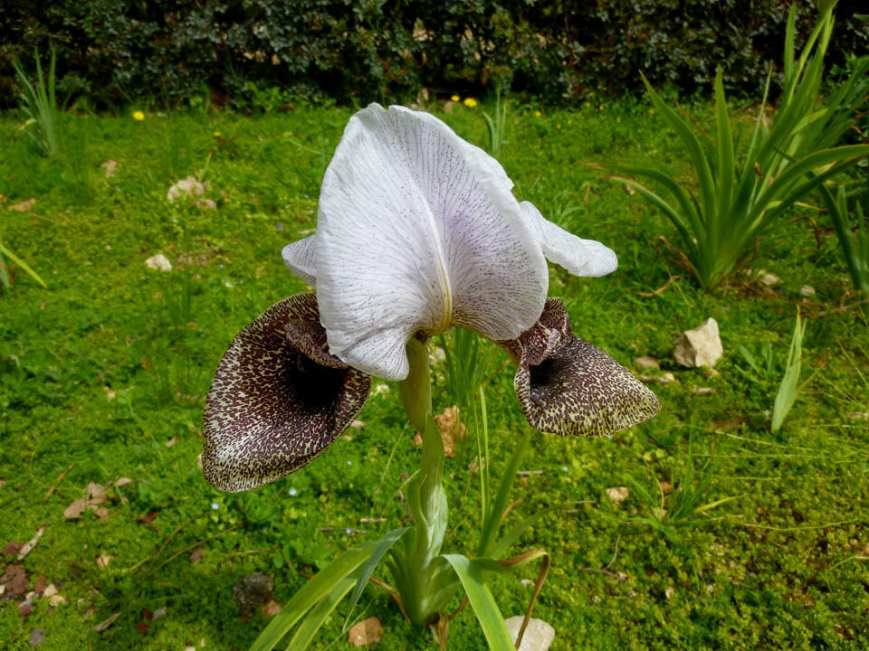 Ирис горы Хермон. Фото: Леон Левитас ( Фото: Леон Левитас) Ирис горы Хермон. Фото: Леон Левитас