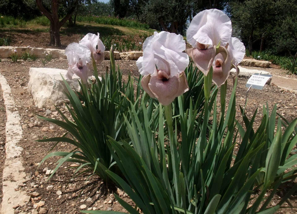 "Ирис хадур" (ирис великолепный). Фото: Леон Левитас ( Фото: Леон Левитас) "Ирис хадур" (ирис великолепный). Фото: Леон Левитас