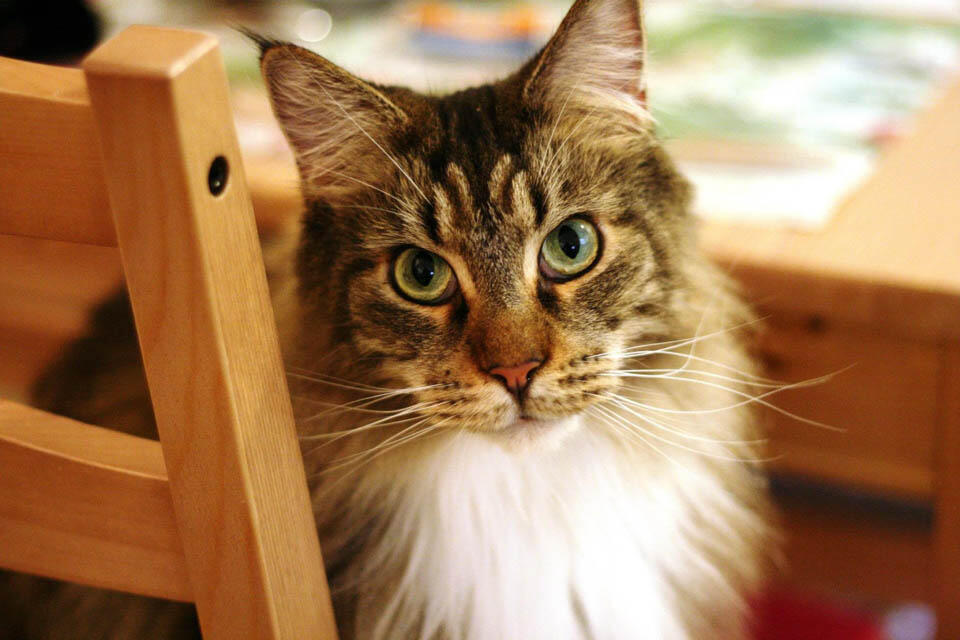 Питомец Ларисы. Фото: Влад Ройтблат