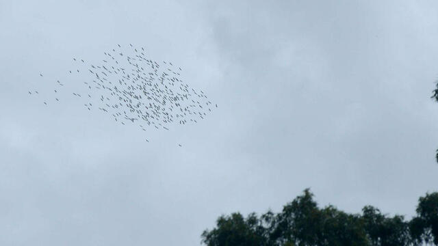 Фото: Рои Идан (צילום: רועי עידן) Фото: Рои Идан