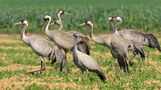 Фото: пресс-служба ККЛ (צילום: אוריה שדה, קק"ל) Фото: пресс-служба ККЛ