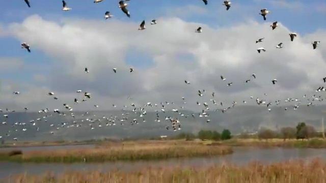 Заповедник Хула. Фото: Нир Асфас