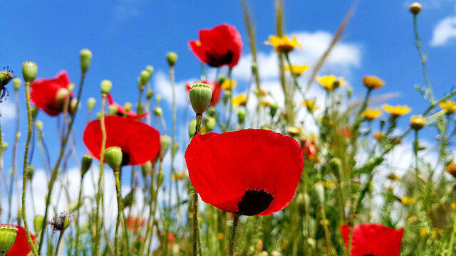What effect incendiary kites will have on anemones has yet to be determined