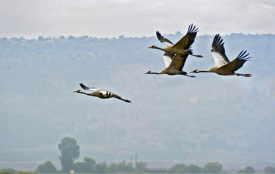Журавлиная стая пролетает над Галилеей