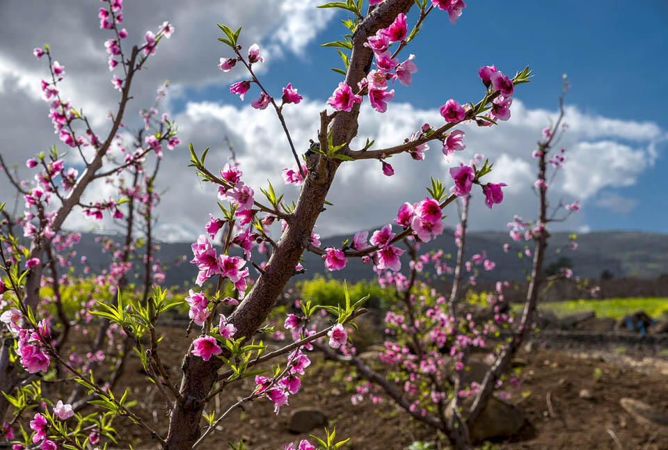 Цветение персика на Голанах