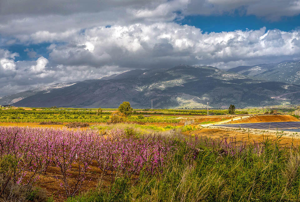 Голаны. Фото: Макс Шамота