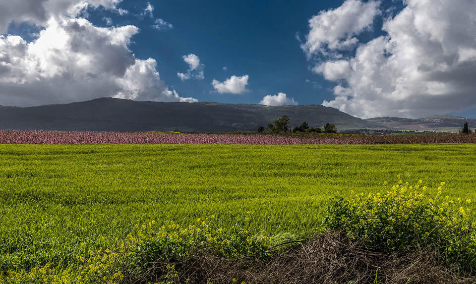 Луга на Голанах
