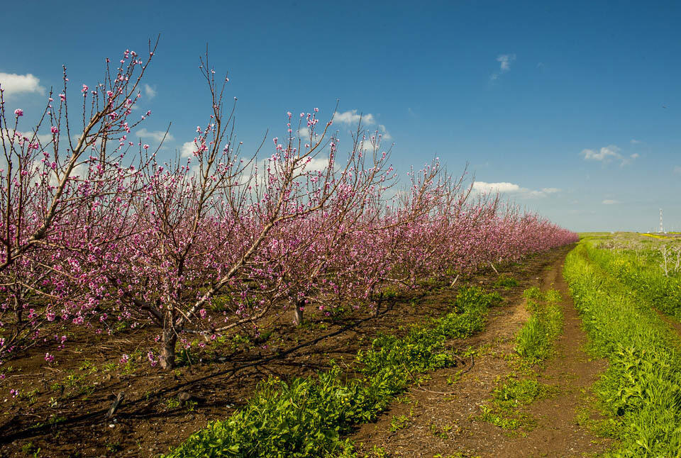 Персиковые сады на Голанах