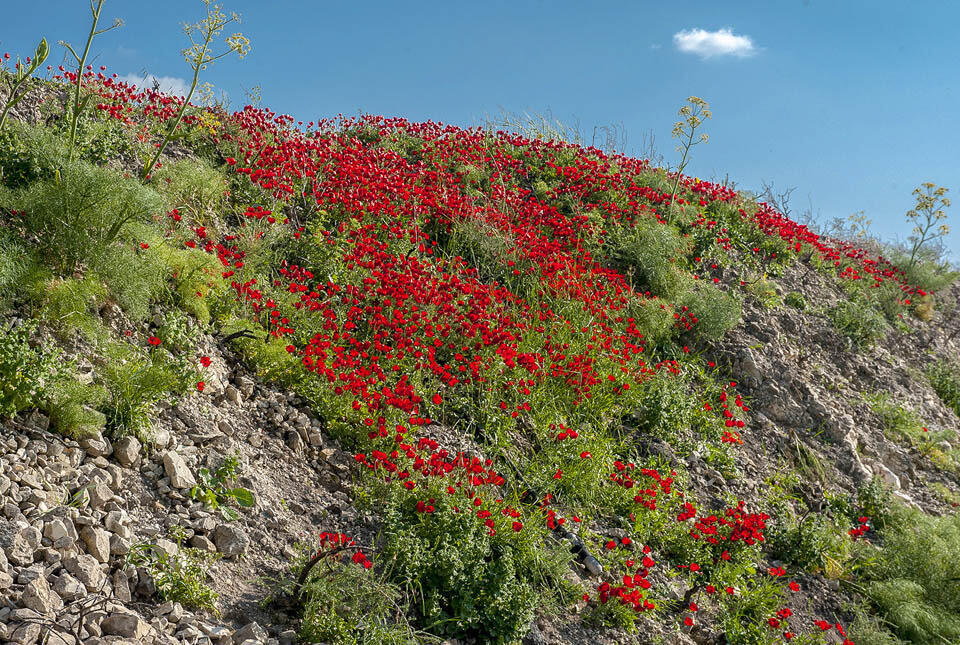 Маки на севере Израиля